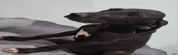 Great Dane dogs for sale: Black  - Ad 4