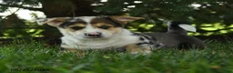 Mixed Breed dogs for sale: Alfie - Ad 3
