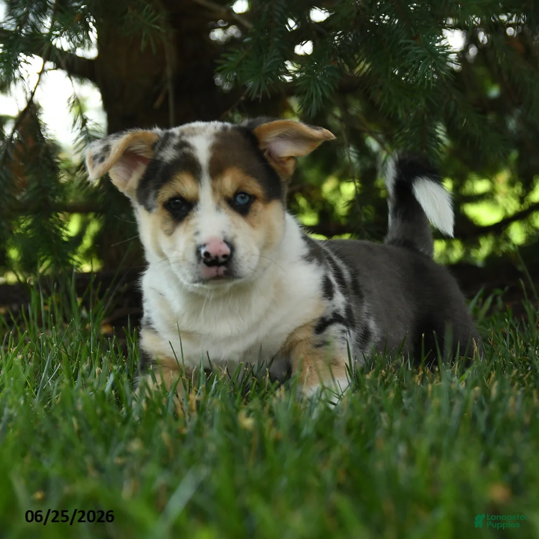 Mixed Breed dogs for sale: Alfie - Ad 3