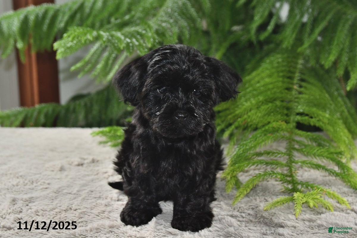 Yorkiepoo dogs Midnight - Ad 8