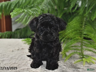Yorkiepoo dogs Midnight - Ad 25