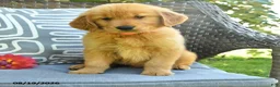 Golden Retriever dogs for sale: Mark - Ad 4