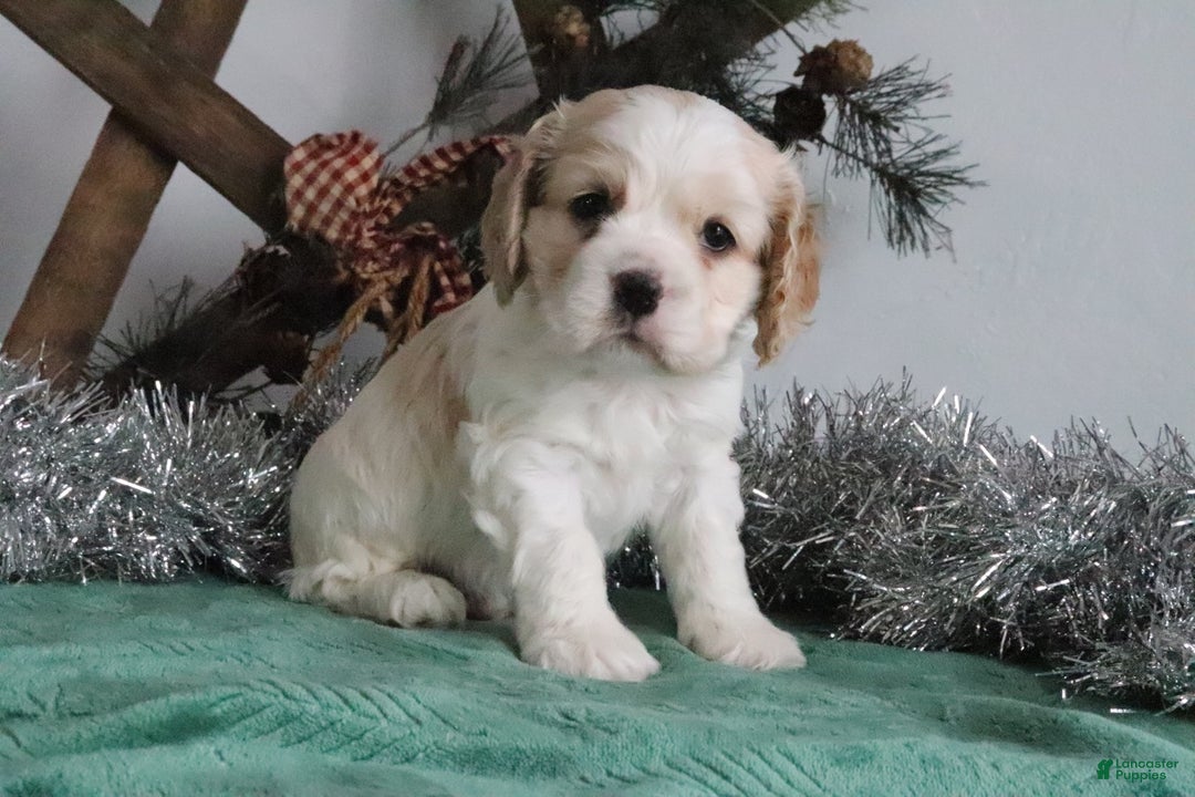 Cocker Spaniel dogs for sale: Diego - Ad 3