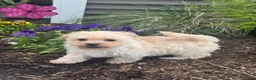 Bichpoo dogs for sale: Blaze  - Ad 2