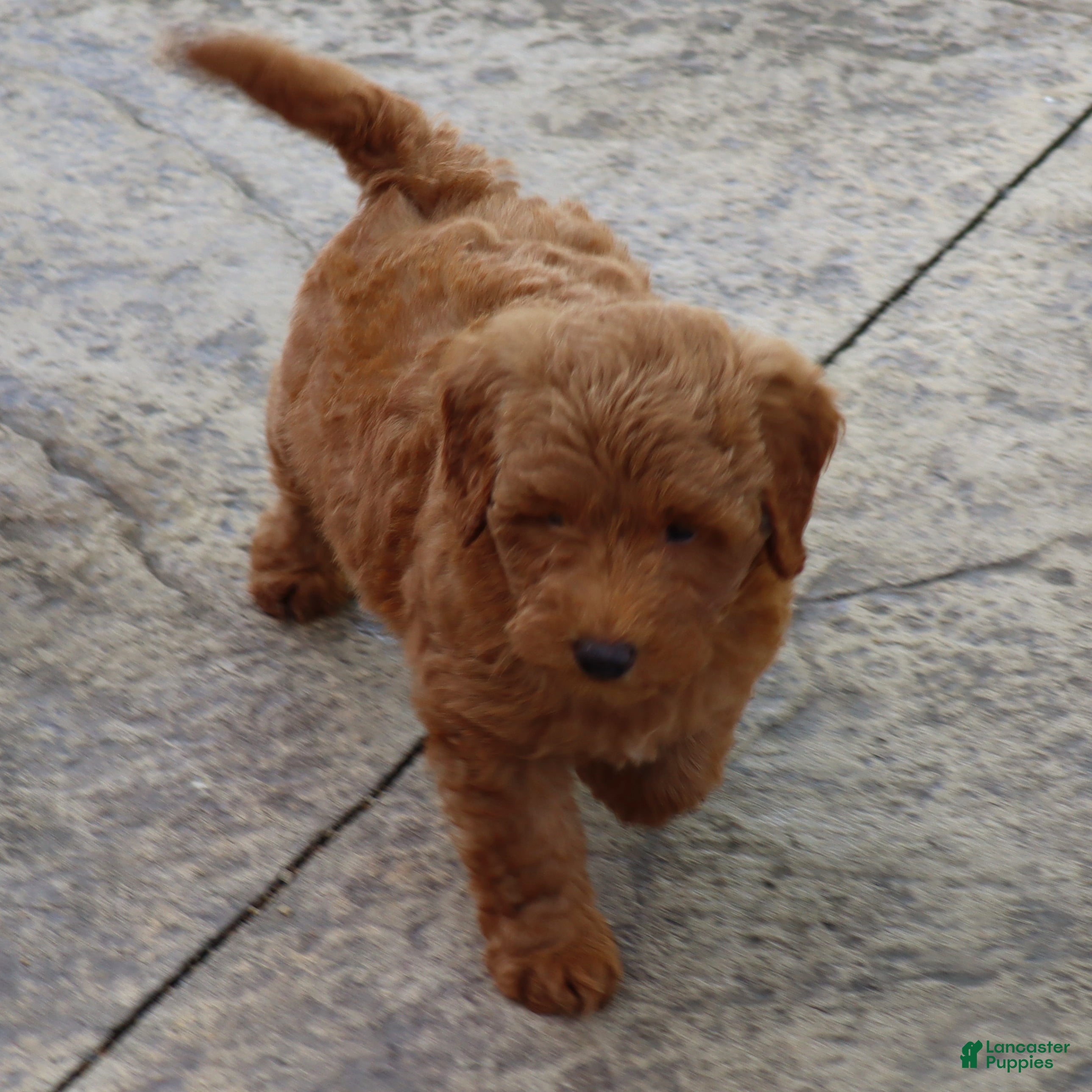 Mini Goldendoodle dogs Bruno - Ad 1
