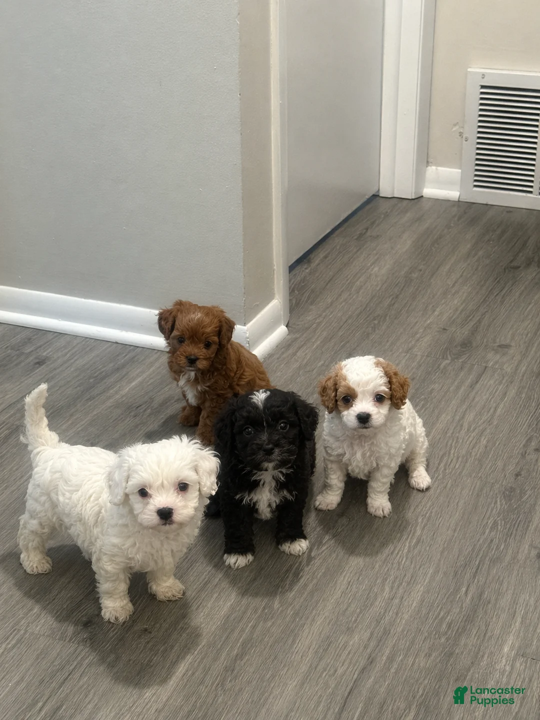Cavapoo dogs for sale: Gingie  - Ad 3