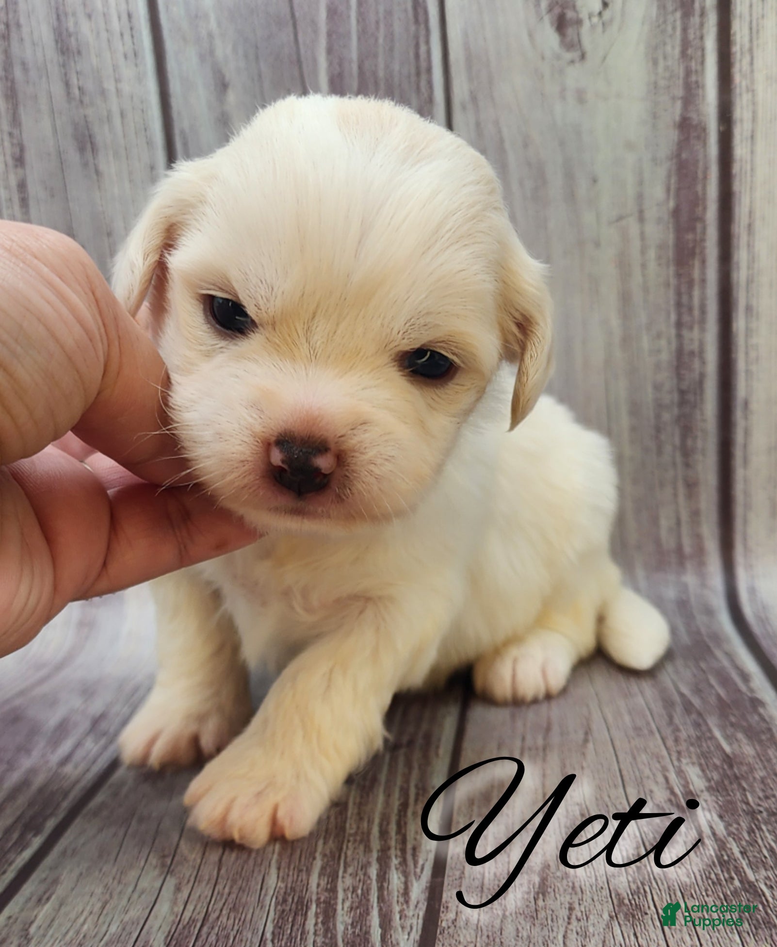 Mixed Breed dogs Yeti  - Ad 10