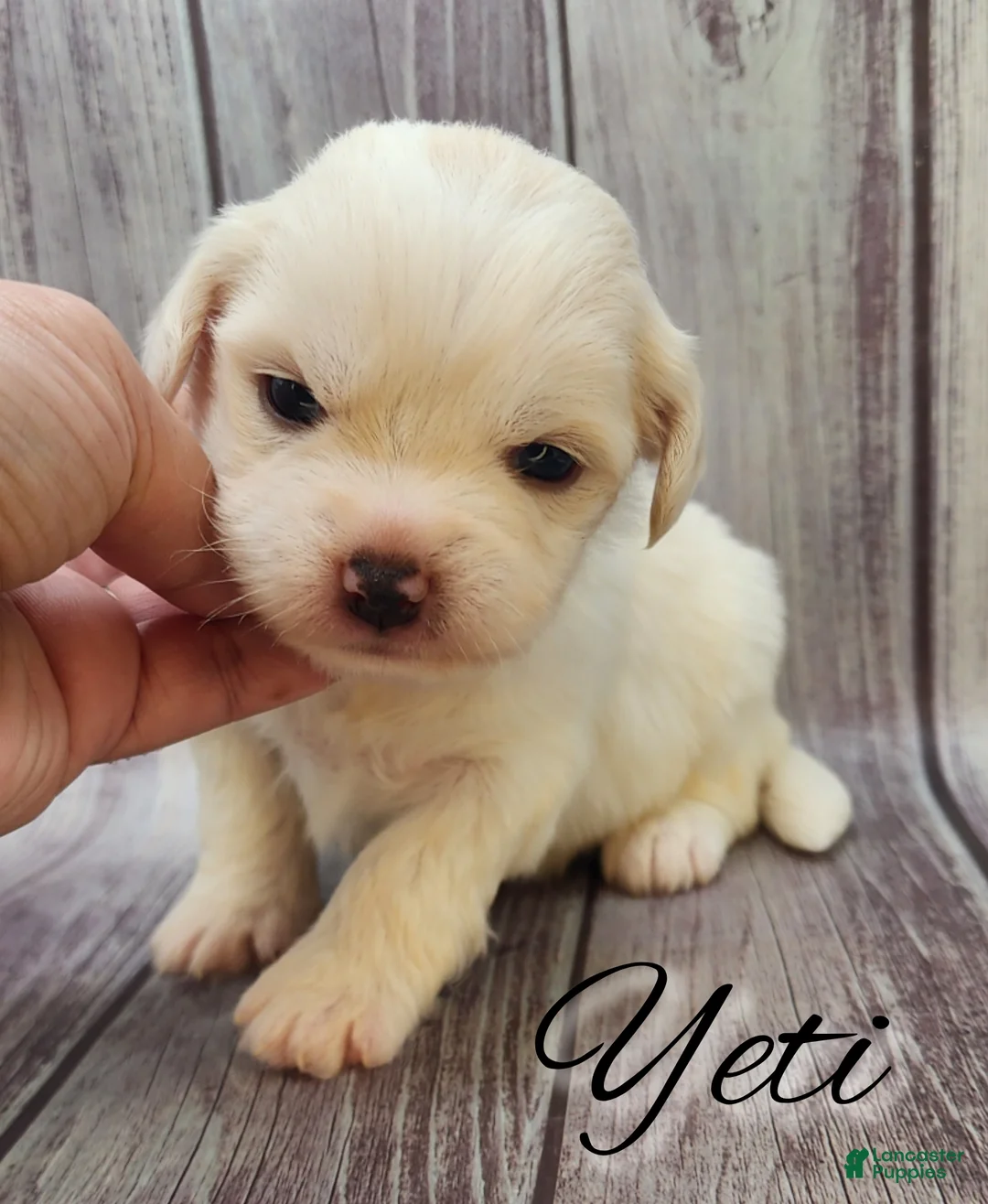 Mixed Breed dogs for sale: Yeti  - Ad 3