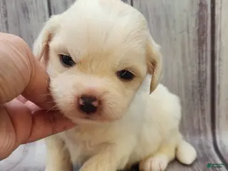 Mixed Breed dogs Yeti - Ad 10