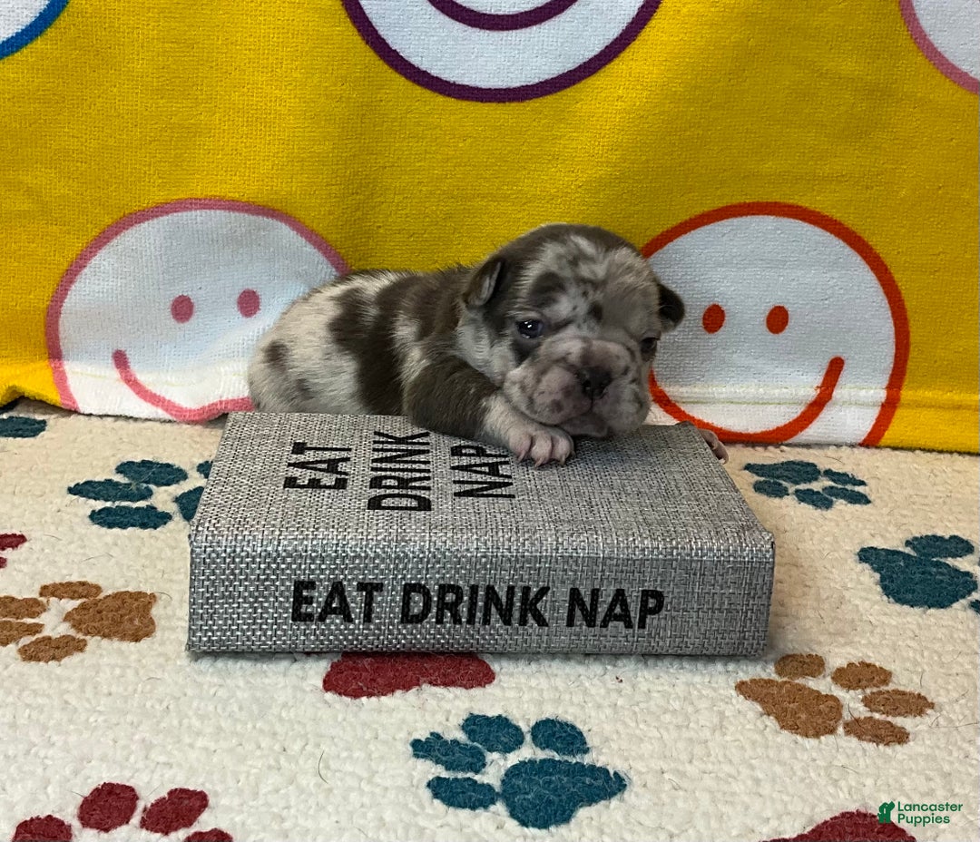 French Bulldog dogs for sale: Arrow - Ad 29