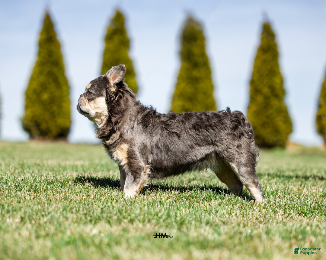 French Bulldog dogs for sale: Tim - Ad 14