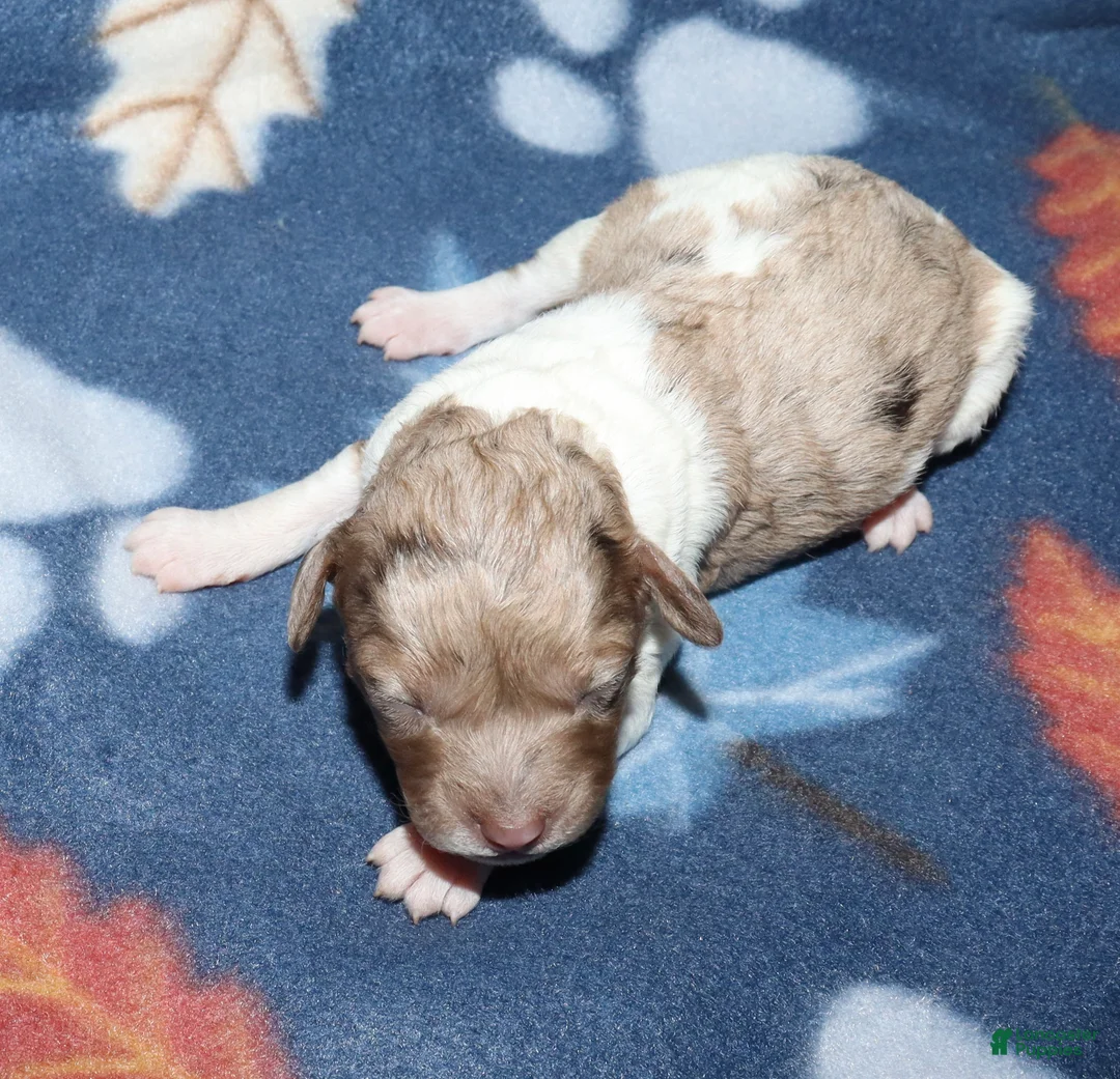 Miniature Poodle dogs for sale: Harlee’s brown merle parti female - Ad 1