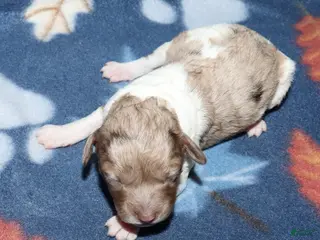 Miniature Poodle dogs Harlee’s brown merle parti female - Ad 3