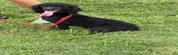 Miniature Poodle dogs for sale: Elvis - Ad 4