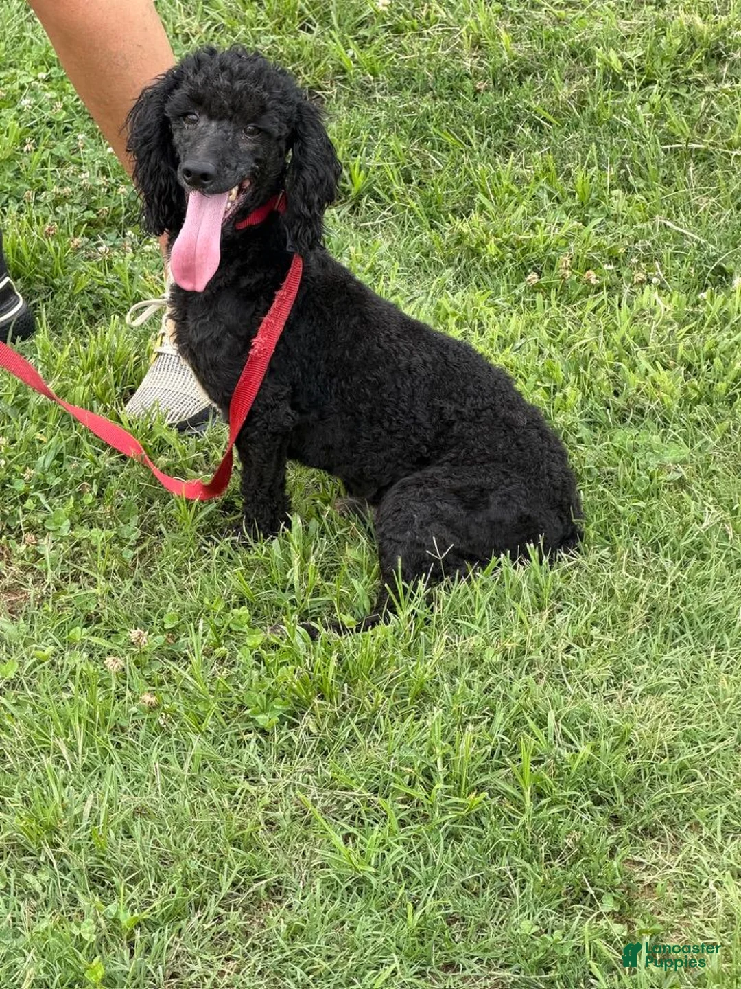 Miniature Poodle dogs for sale: Elvis - Ad 4
