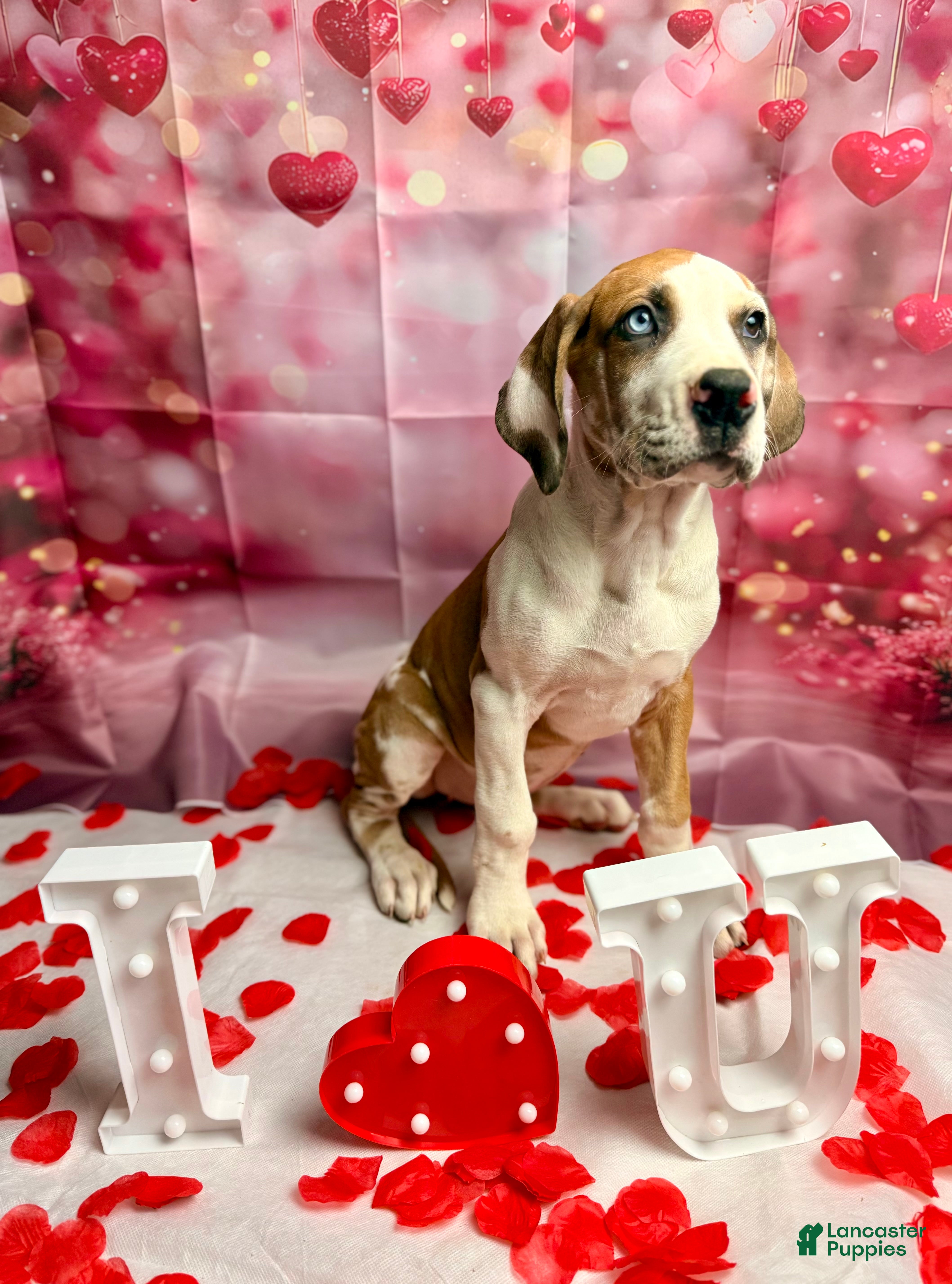 Great Dane dogs Fawnquin (Heavy Euro) - Ad 2