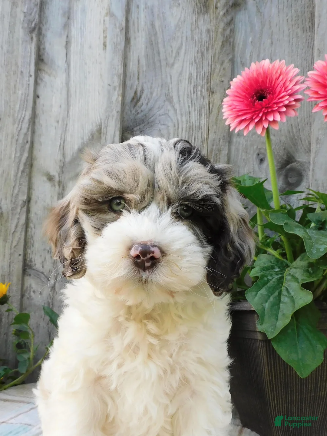 Cockapoo dogs for sale: Hunter - Ad 1