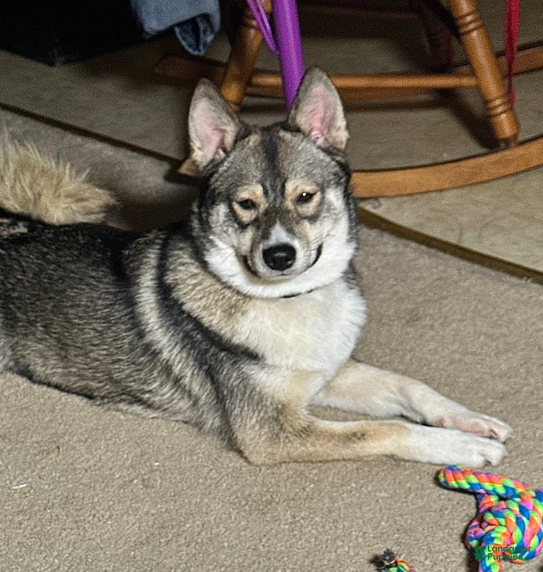 Mixed Breed dogs for sale: Sugar  - Ad 14