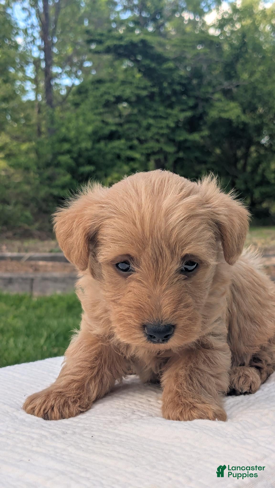 Mixed Breed dogs Tank - Ad 2