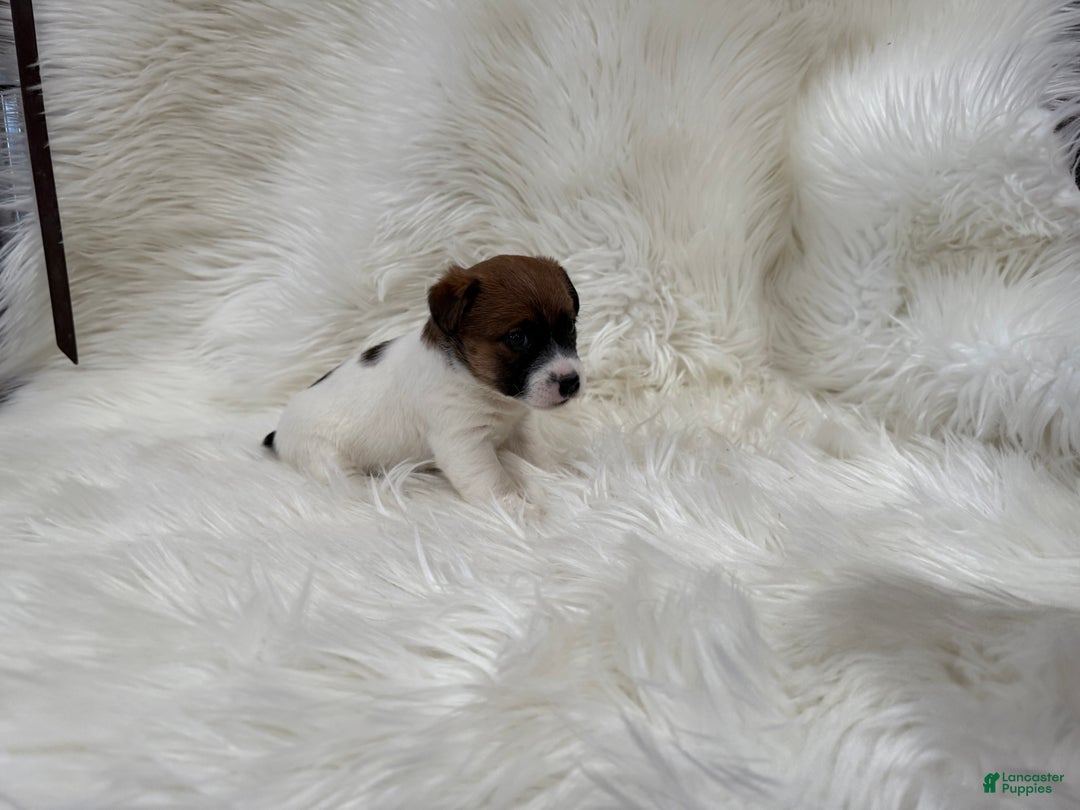 Jack Russell Terrier dogs for sale: Josie Puppy 2 - Ad 3