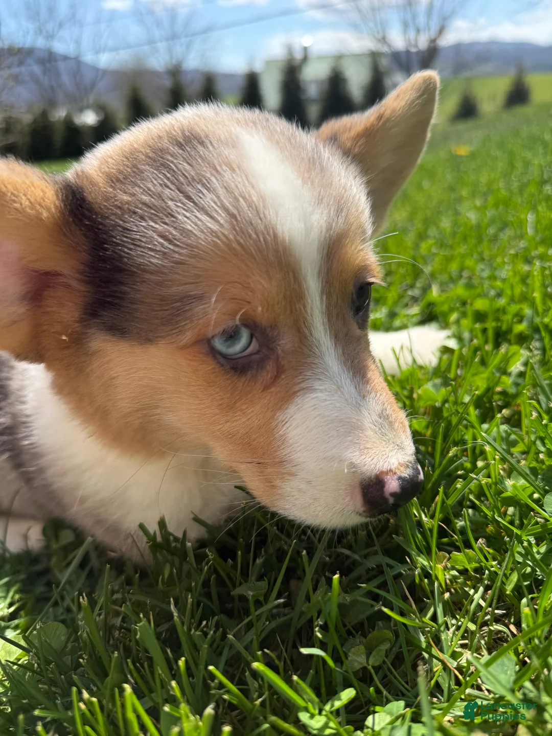 American Corgi dogs for sale: American Corgi Puppy 1 - Ad 2