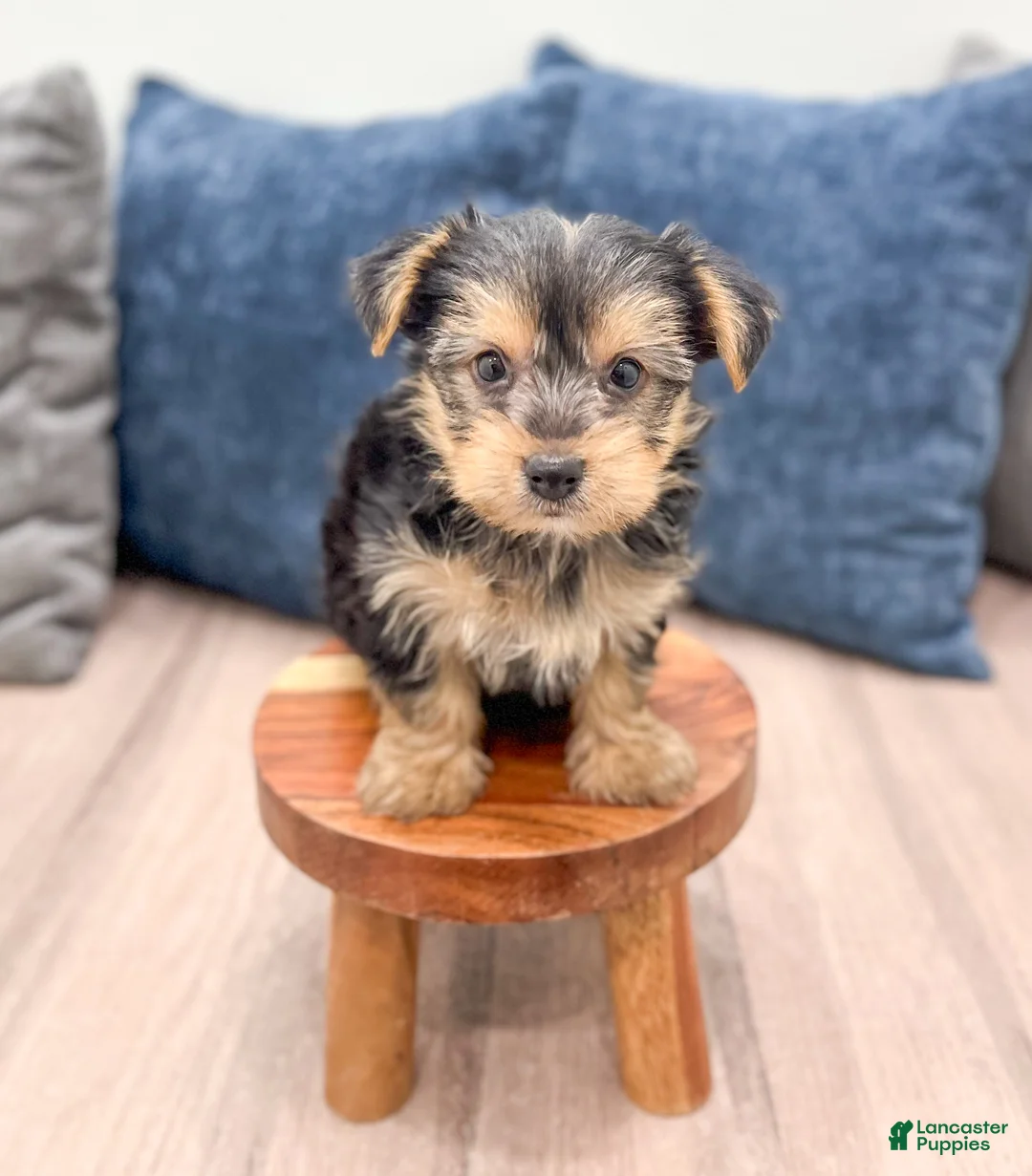 Yorkshire Terrier dogs for sale: Tyson - Ad 2