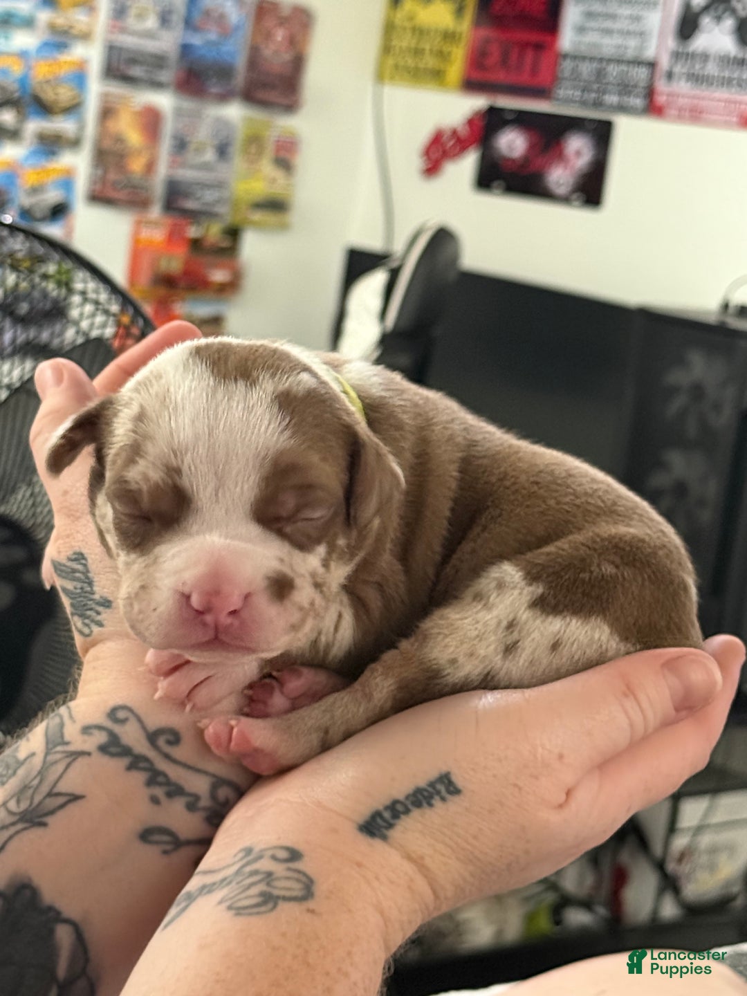 Marilyn Monroe for sale in Huntington Lancaster Puppies