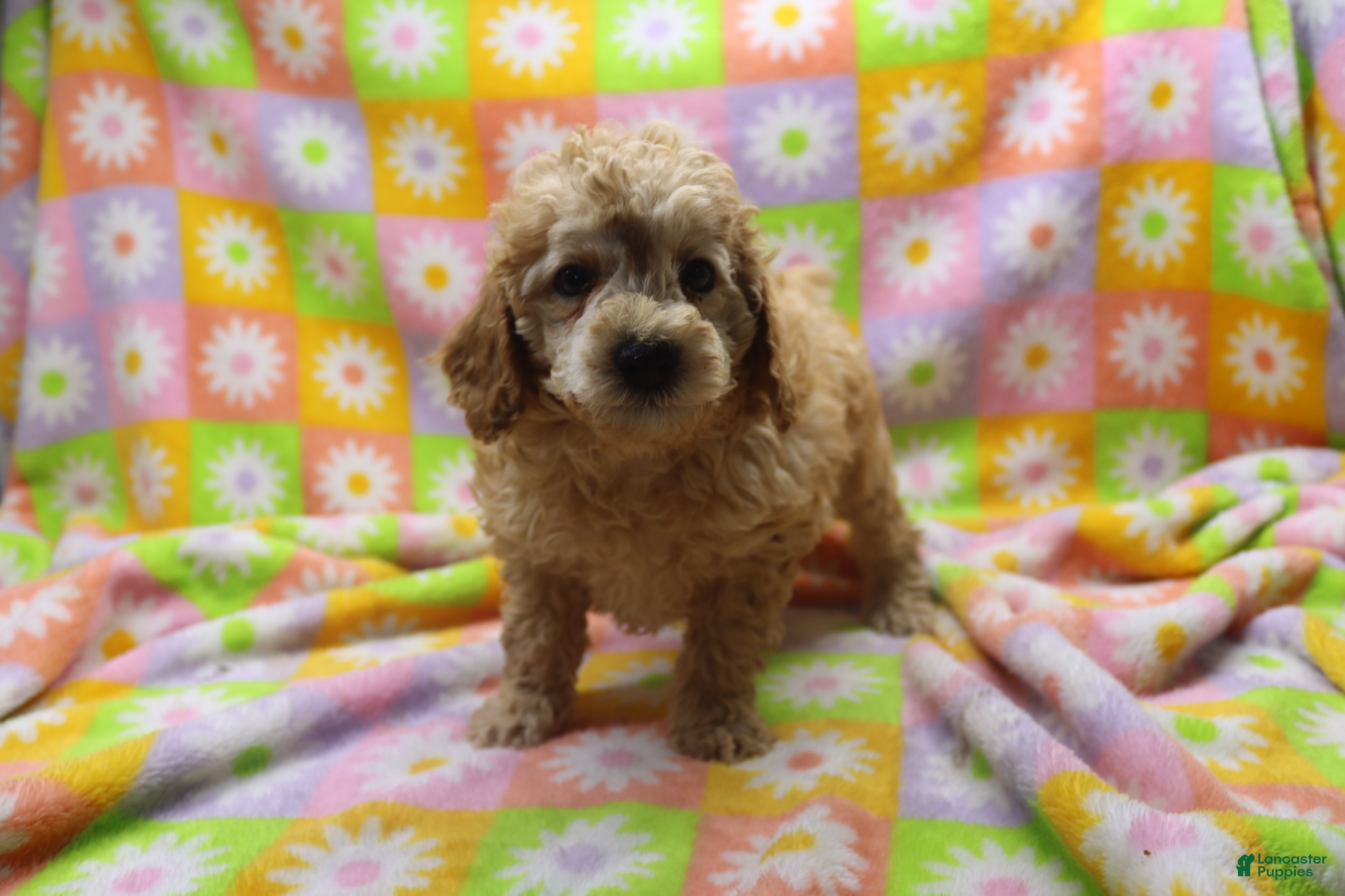 Toy Poodle dogs for sale: Vicking - Ad 4