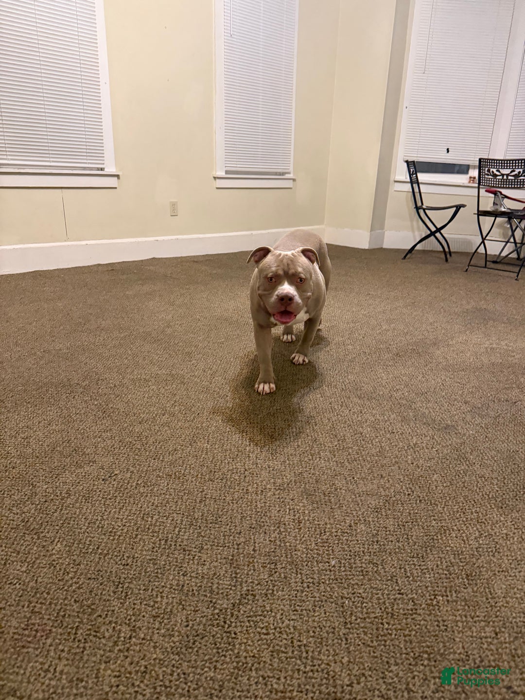 American Bully dogs for sale: American Bully Puppy 1 - Ad 4