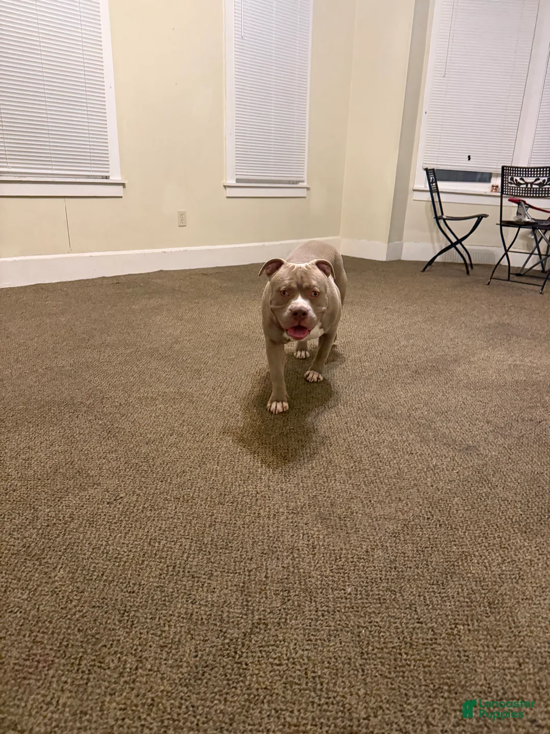 American Bully dogs for sale: American Bully Puppy 1 - Ad 4