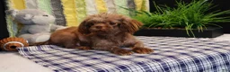 Shih Tzu dogs for sale: Kingston - Ad 7