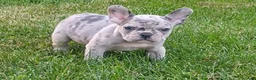 French Bulldog dogs for sale: Mason - Ad 3