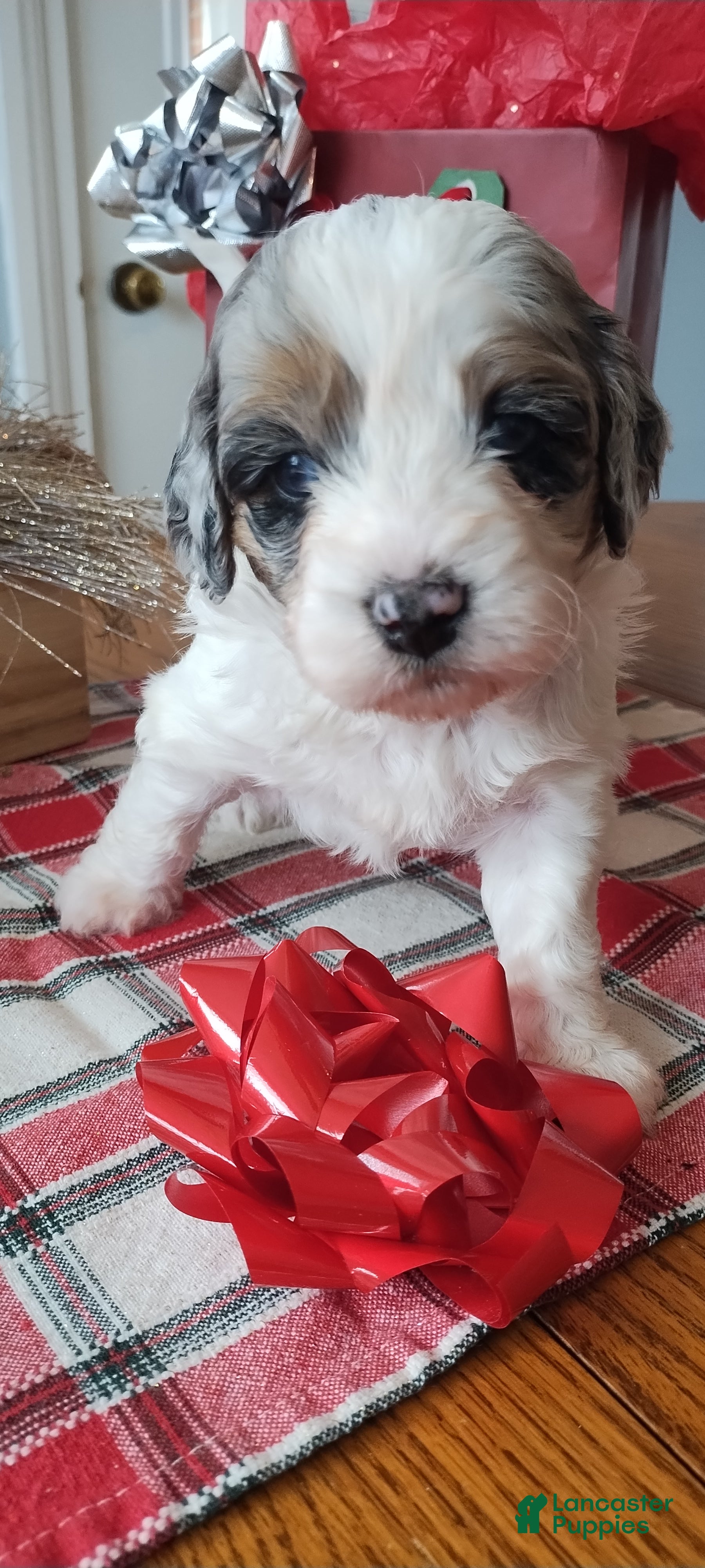 Mixed Breed dogs Harper - Ad 9