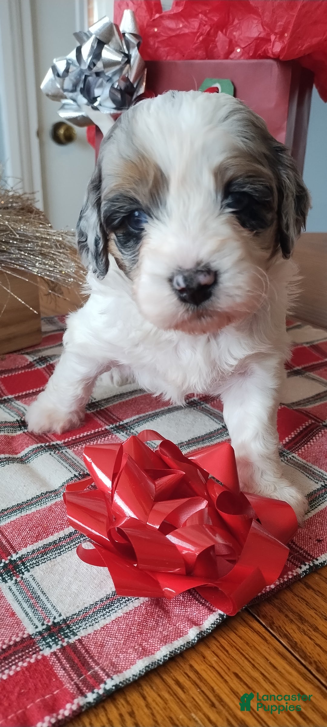 Mixed Breed dogs for sale: Harper - Ad 1