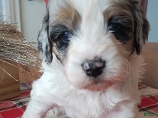 Mixed Breed dogs Harper - Ad 1