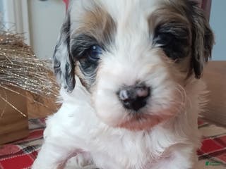 Mixed Breed dogs Harper - Ad 31