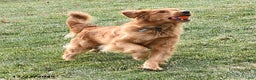 Golden Retriever dogs for sale: Remington - Ad 6