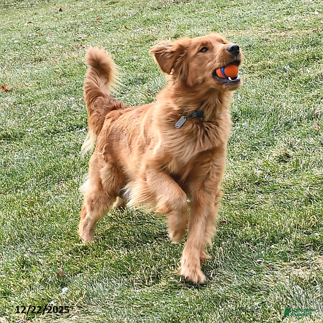 Golden Retriever dogs for sale: Remington - Ad 6