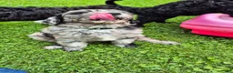 Mini Sheepadoodle dogs for sale: Artemis  - Ad 5