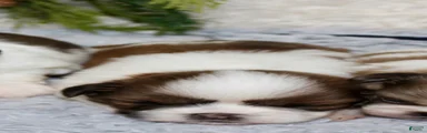 Shih Tzu 3