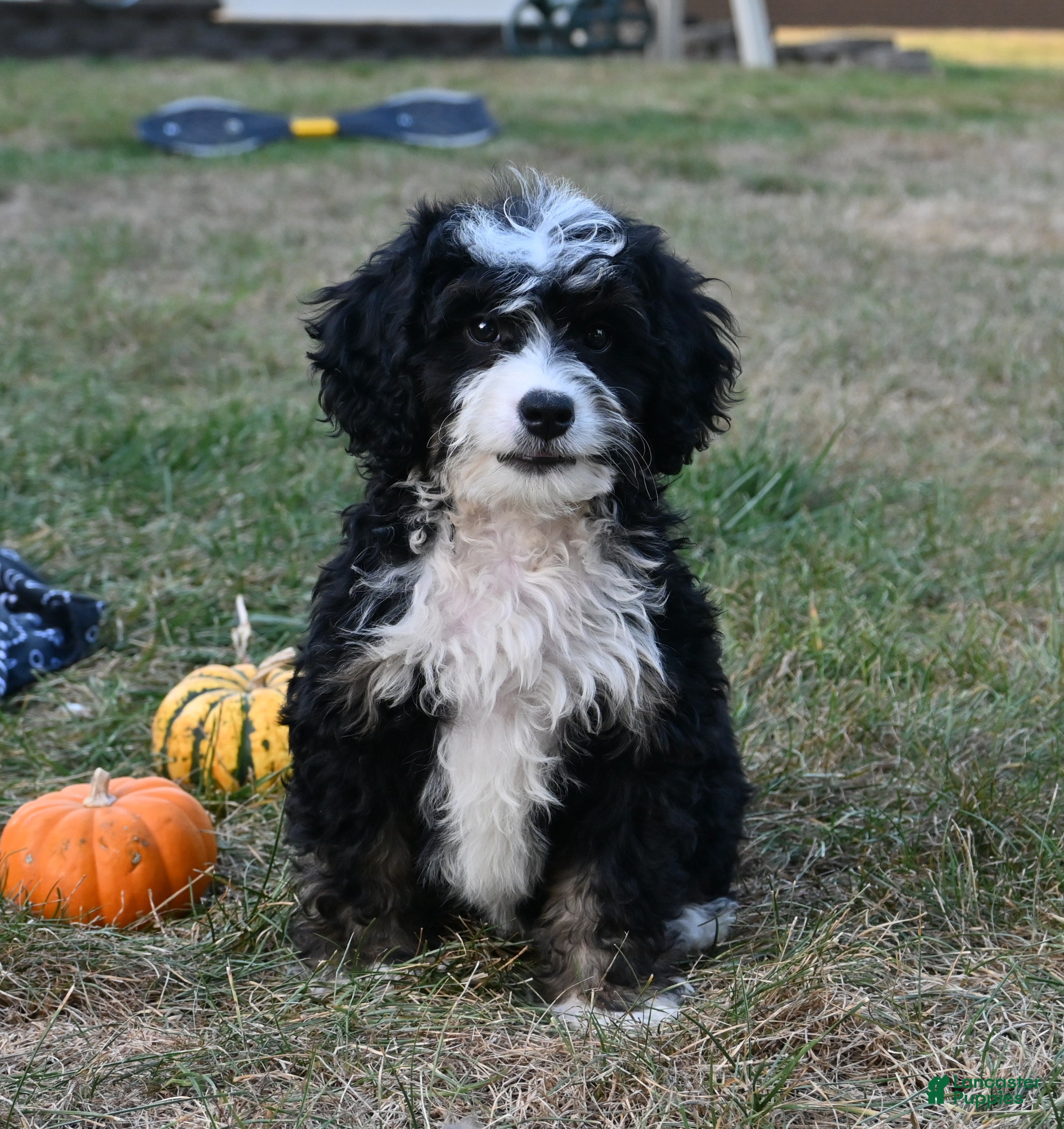 Mini Bernedoodle dogs Icey - Ad 32