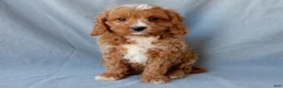 Cavapoo dogs for sale: Thomas - Ad 2