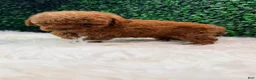 Toy Poodle dogs for sale: Phoenix  - Ad 3
