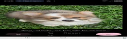 Welsh Corgi Pembroke dogs for sale: Dazzling Danny - Ad 5