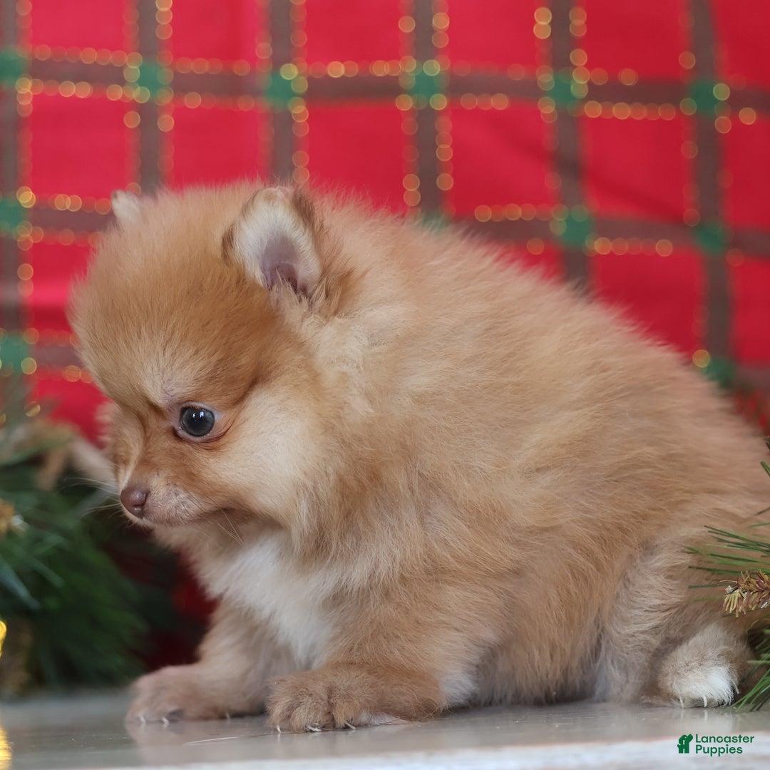 Mixed Breed dogs for sale: Cinnamon - Ad 3