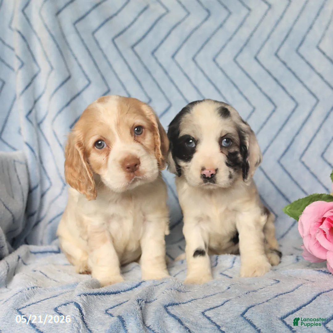 English Cocker Spaniel dogs for sale: Callie - Ad 2