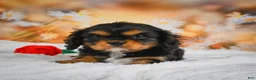 Cavalier King Charles Spaniel dogs for sale: Cavalier King Charles Spaniel Puppy 1 - Ad 7