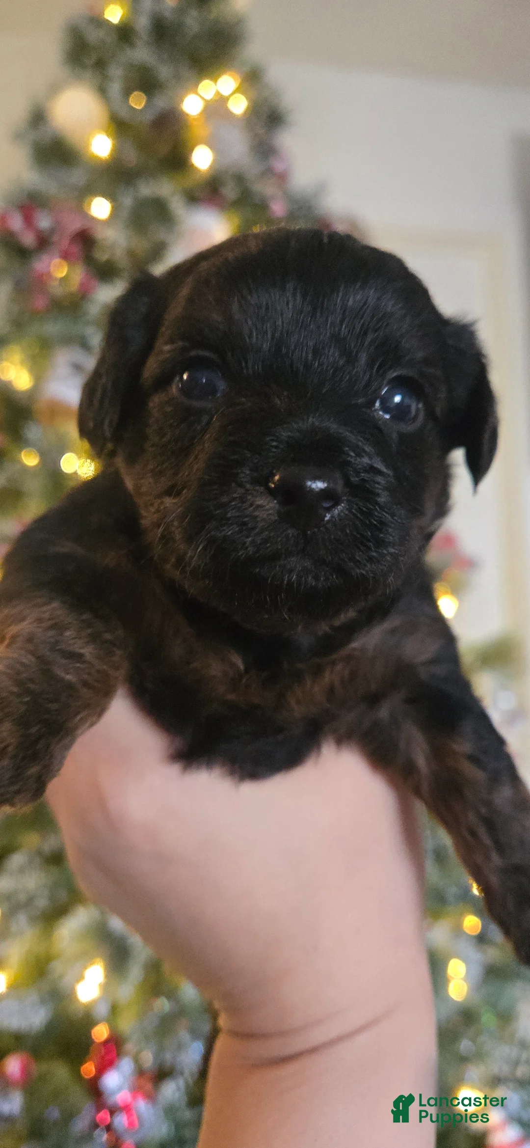 Gallery Image {{count}}