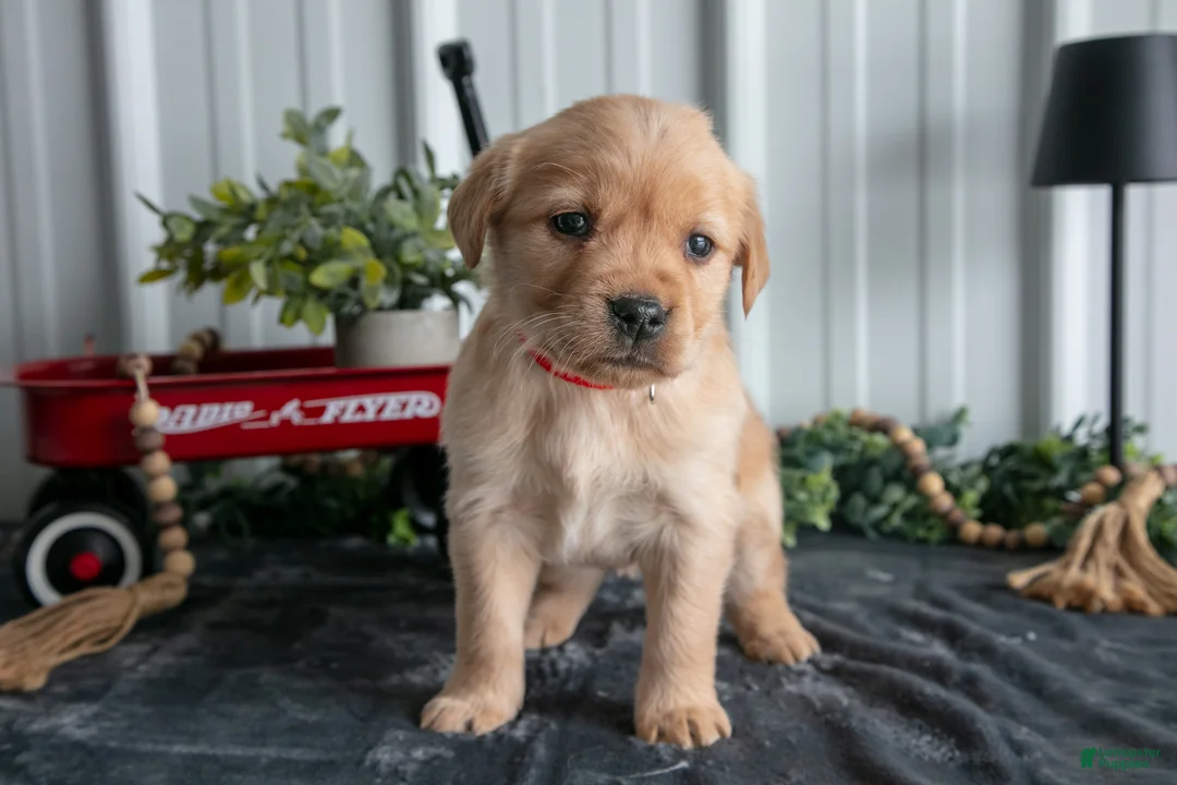 Goldador dogs for sale: Molly - Ad 3