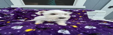 AKC Daisy